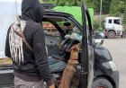 6 Anjing K9 Polisi Gagalkan Penyelundupan Narkoba di Bakauheni