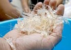 Selundupkan Benih Lobster, Polisi Lampung Ditangkap