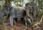 7 Rumah di Lampung Barat Rusak Parah Diamuk Gajah