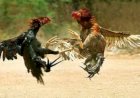 3 Polisi Tewas, Gerebek Judi Sabung Ayam Milik Oknum TNI 