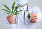 Pemerintah Diminta Kaji Ulang Ganja untuk Kebutuhan Medis