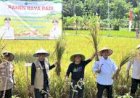 Panen Sukses, Stok Bulog Mencapai 2,4 Juta Ton