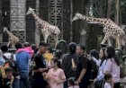 Hampir Setengah Juta Wisatawan Kunjungi Ragunan