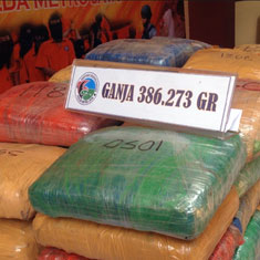 Sita Ganja 386,2 Kg, Polisi Tembak Mati Bandarnya 