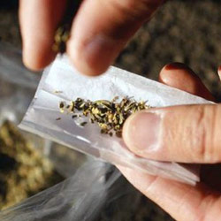 Terbongkar, Pabrik Rumahan Ganja Sintesis  di Bali